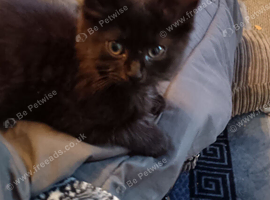 Urgent 1 black kitten