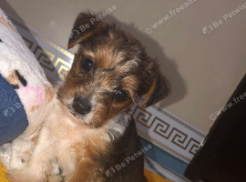 Jack Russell cross Yorkshire terrier
