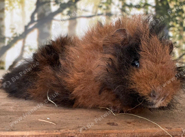 Baby boar guinea pigs
