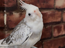 Tame Female Cockatiel