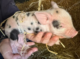 Do you have room in your heart for a mini pig