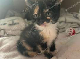 4 female kittens