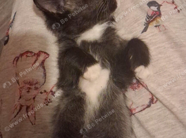 5 kittens for sale!