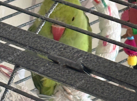 Green Indian ringneck parrot