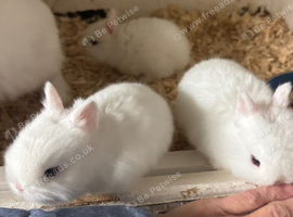 BEW Netherland dwarfs