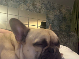 French Bulldog - Loving home needed