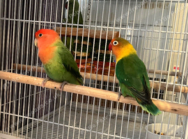 Baby lovebirds
