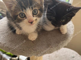 Two cute half main coon kittens