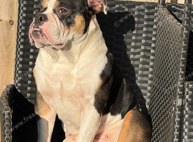 Old English bulldog