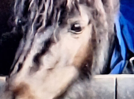mini shetland,  Future childrens pony , Companion, Pet.      Available from 27th July