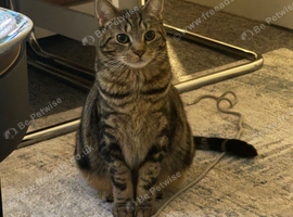 American Shorthair Tabby 2 Years Old