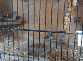 ZEBRA FINCHES FOR SALE