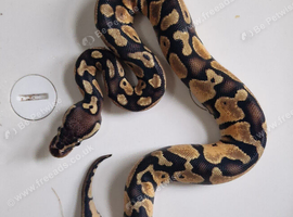 Royal python babies available between &pound;30