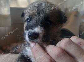 Akita puppy's for sale