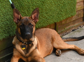 Belgian shepherd pup 6months