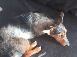 Lovely girl sausage dog/Yorkshire terrier