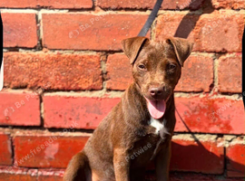 Patterdale terrier