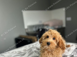 F1b cockapoo boys