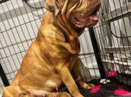 Two Stunning DDB pups (one male one female) looking for their forever home