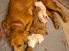 Ready Now.... Stunning sprocker pups