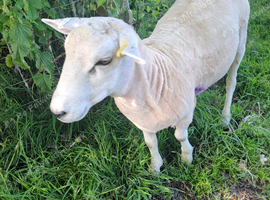 Lleyn Ram 16 Months Old Looking for New Home