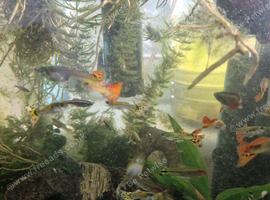 Guppies