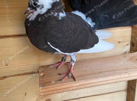 Just this 1 fantail