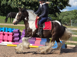 Joe 14.2hh aride & Drive 9yo gelding