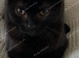Beautiful kitten boy mix British short hair and black and white cat