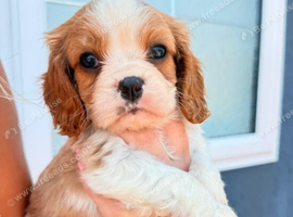 Stunning Cavalier King Charles Spaniel Pups