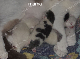 Siamese/Bsh cross ragdoll/Bsh