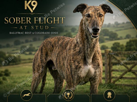 Powerful Brindle Greyhound Stud &ndash; Registered