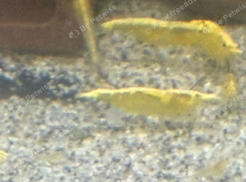 Neocardina Yellow Golden Back Shrimp.
