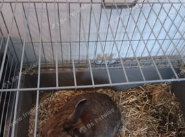 Male Rabbit with Cage