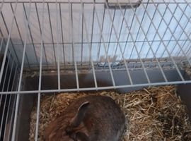 MALE RABBIT FOR RDHOMING