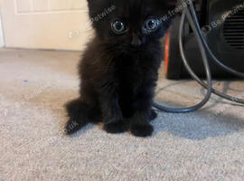 Fluffy black female