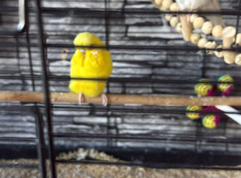 Budgies and cage for sale - open to offers