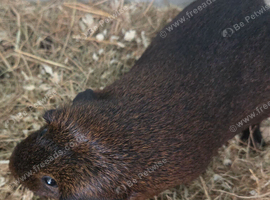3 male guinea pigs