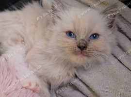 Munchkin litter