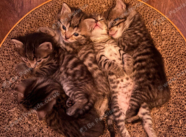Tabby kittens for sale