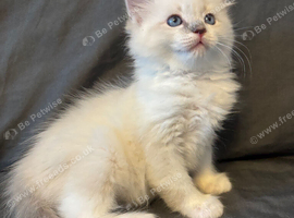 LAST GIRL.LAST boy Rare lilac bicolour ragdolls