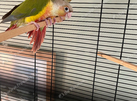 Hand reared conures