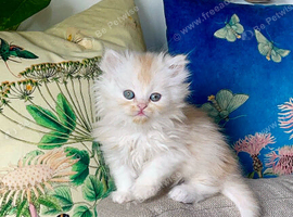 Persian Chinchilla kitten