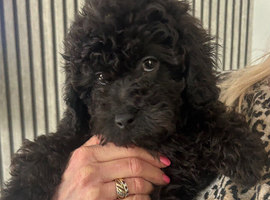SMALL TOY CAVAPOO F1B