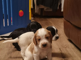 Cocker Spaniel pups available