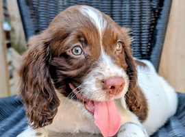KC registered docked springer puppies
