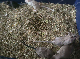 Baby gerbils for sale
