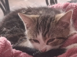 Kitten