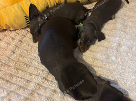 2 gorgeous boys left