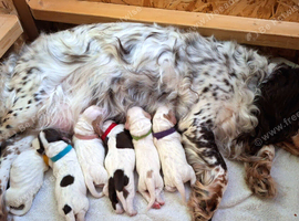 Beautiful Working Cocker Spaniel puppies